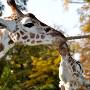 Animaux